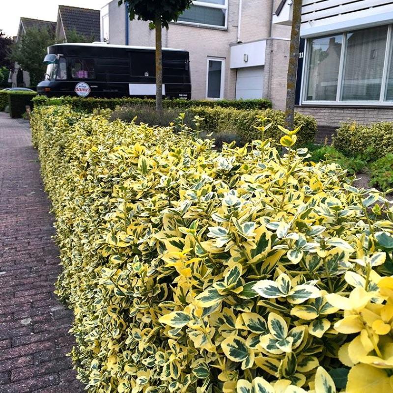 euonymus en un seto