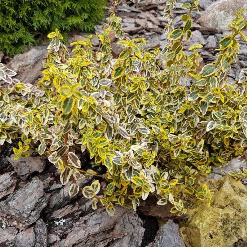 euonymus en un jardín rocoso