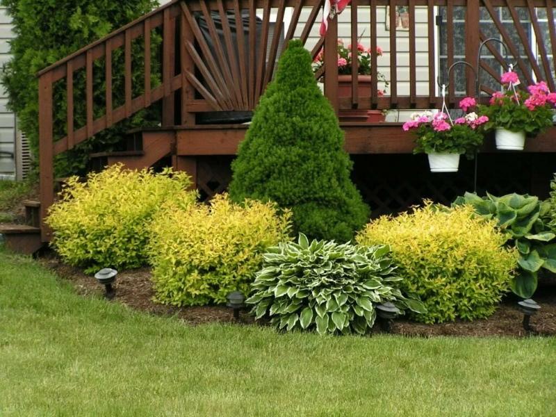 euonymus con coníferas