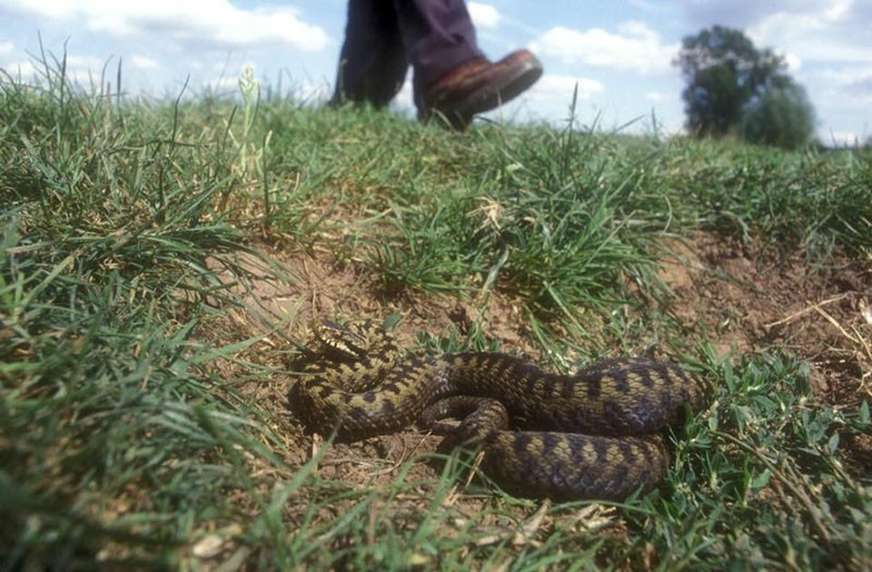 comment chasser les serpents