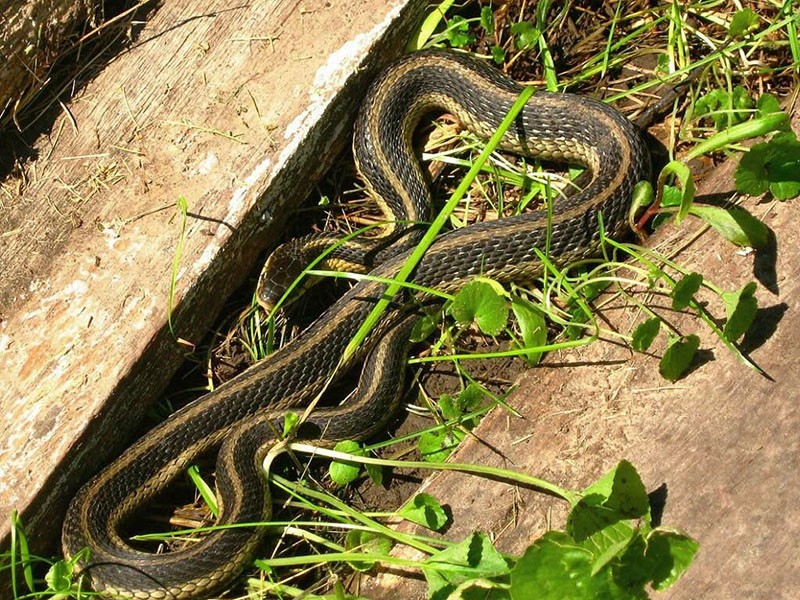 comment chasser les serpents d'un chalet d'été à l'aide de pièges