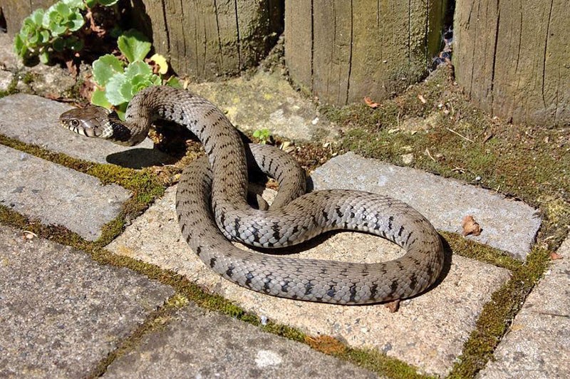 serpents dans leur chalet d'été