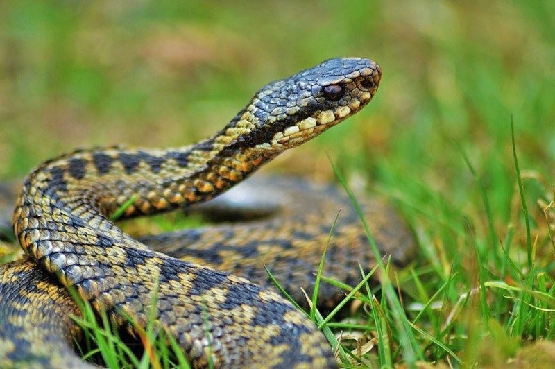 serpiente entre la hierba