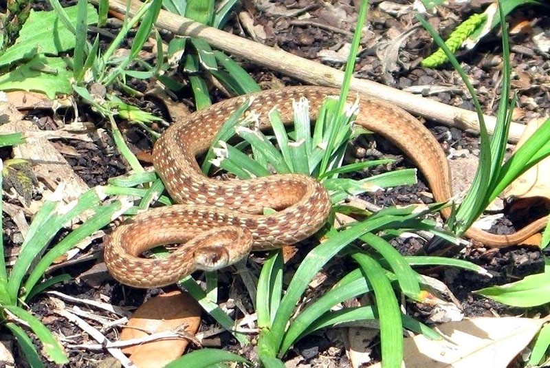 serpents parmi les fleurs