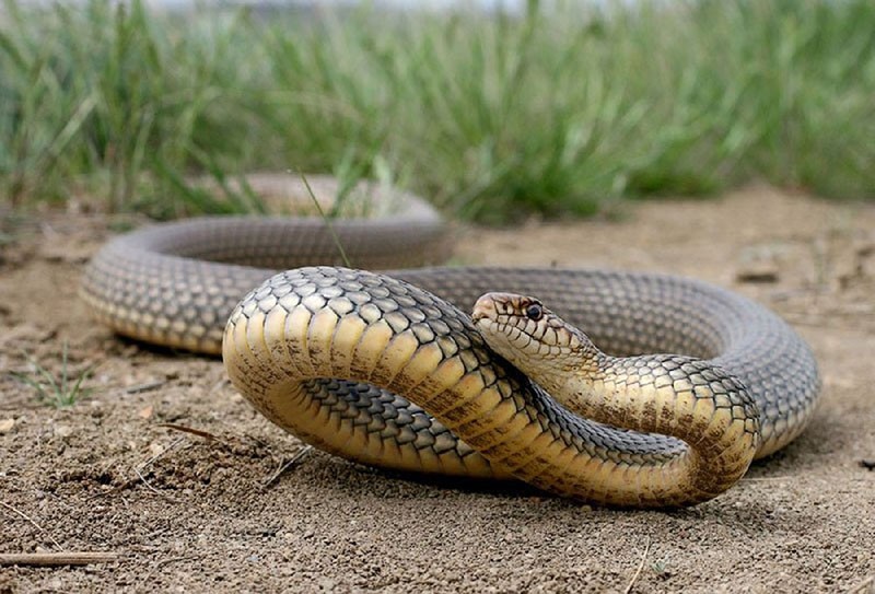 serpiente de vientre amarillo