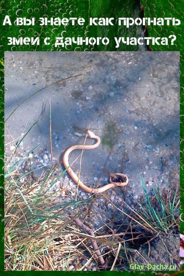 comment conduire un serpent d'un chalet d'été