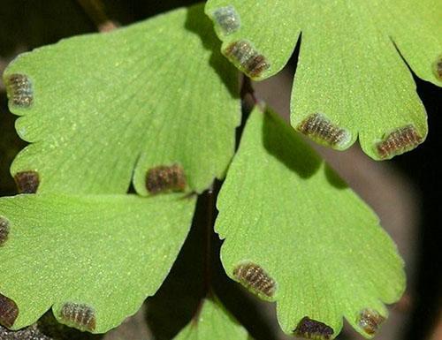 Pour faire pousser des maidenhair à partir de graines, vous avez besoin d'une composition de tourbe, de terre feuillue, de sable