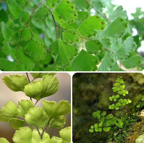 Caractéristiques biologiques de la structure des organes végétatifs du maidenhair