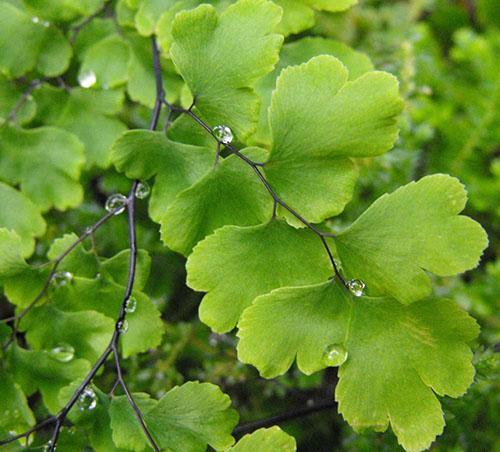 Gouttes de pluie sur les cheveux de jeune fille