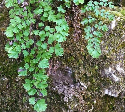 Maidenhair Cheveux de Vénus à l'état sauvage