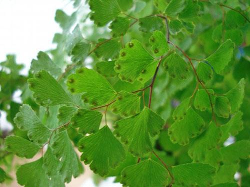 Les graines de Maidenhair se développent dans les sores