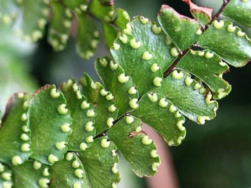 Maidenhair se distingue par la sporulation pendant toute la saison de croissance.