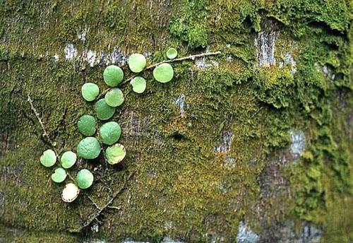 Pour le développement réussi de maidenhair, un mélange nutritionnel spécial est nécessaire