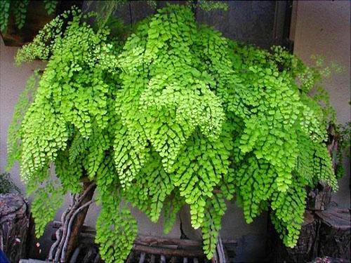 Cheveux de Vénus Maidenhair