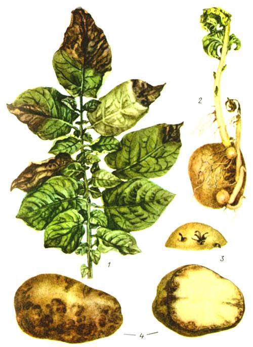 Maladies fongiques de la pomme de terre