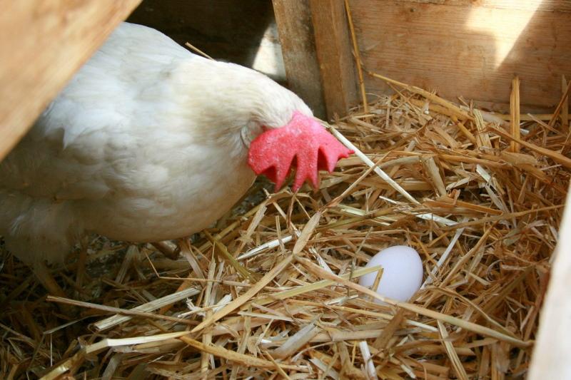 producción de huevos de ponedoras