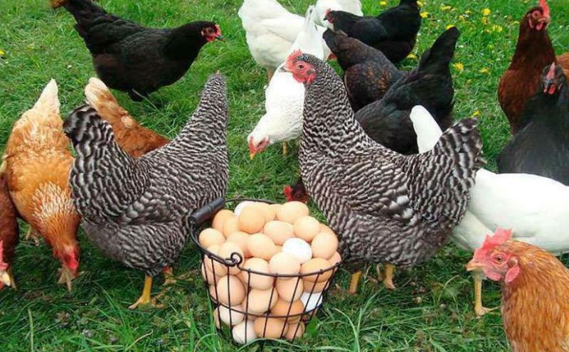 lo que afecta la producción de huevos de las gallinas ponedoras
