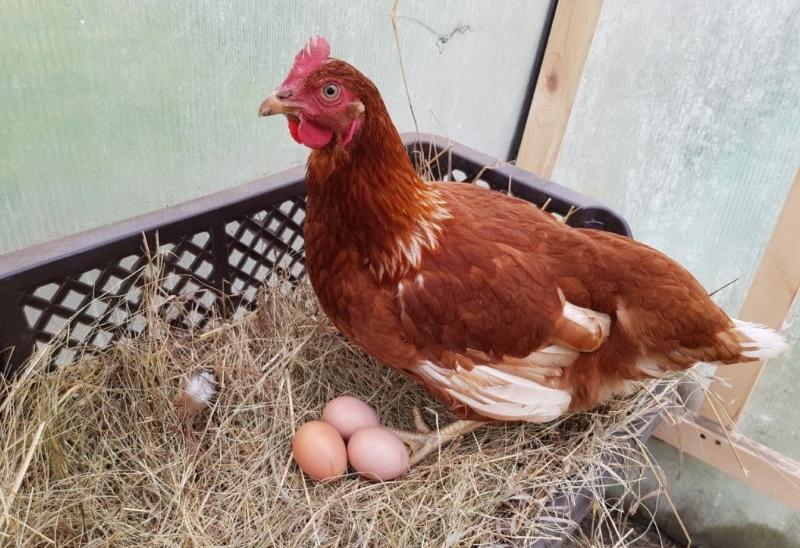 à quel âge les poulettes commencent-elles à pondre