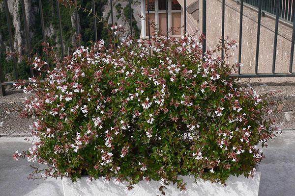 prendre soin d'abelia grandiflora