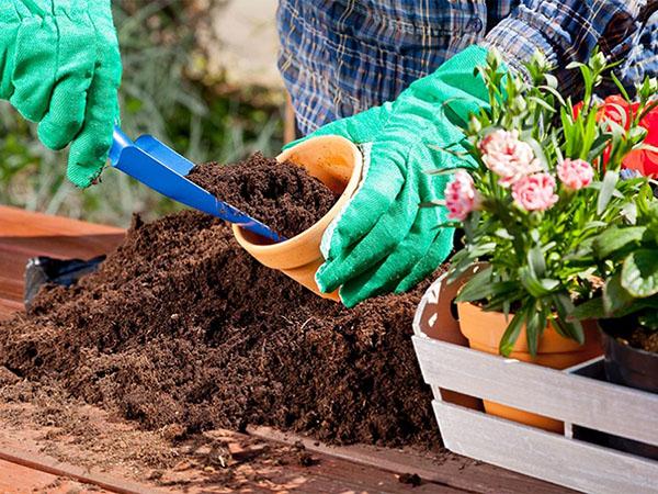 preparación de suelo para abelia