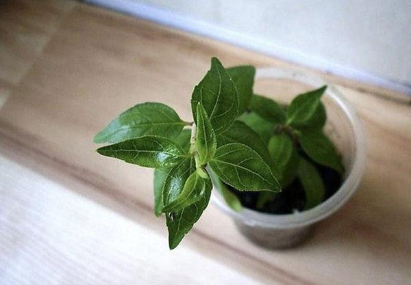 reproduction d'abelia grandiflora