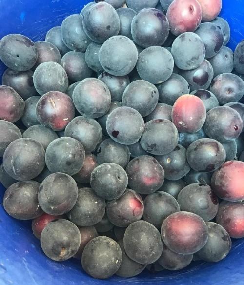 fruits d'abicos noirs