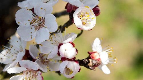 flores de albaricoque