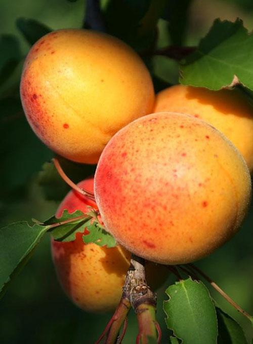 abricot fructifère en colonne