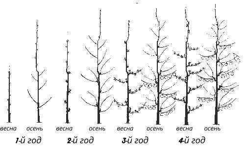 élagage des arbres colonnaires