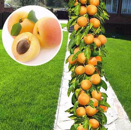abricot colonnaire