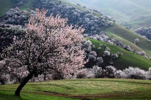 fleurs d'abricot