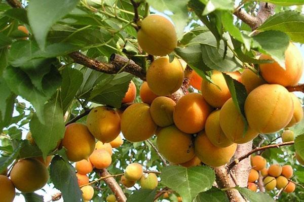 temps de maturation de la variété Succès