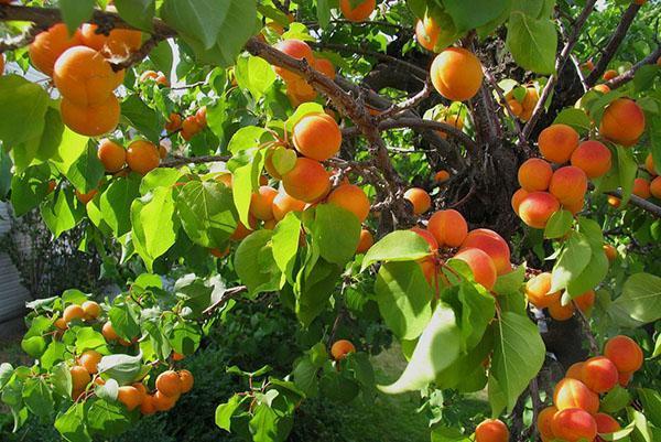 récolter au jardin