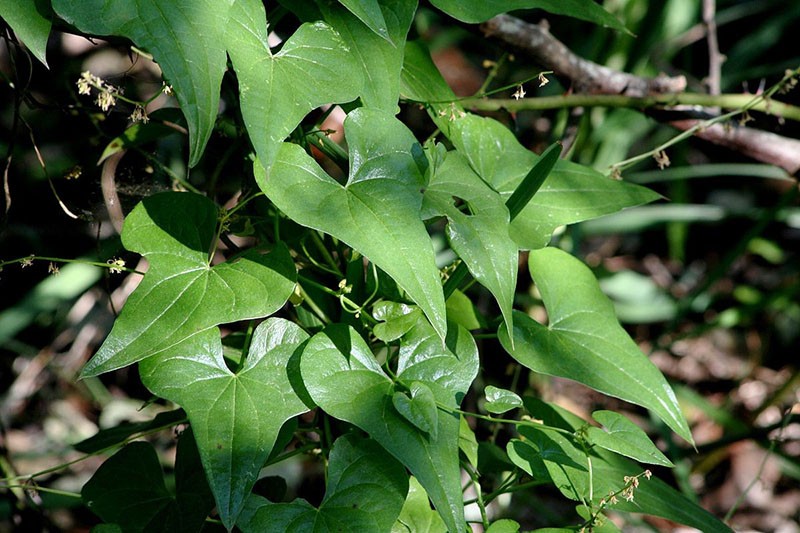 plaques de feuilles de racine d'adam