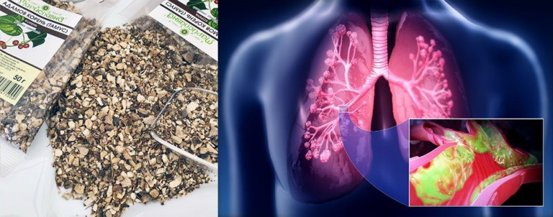 raíz de adams para el tratamiento de los pulmones