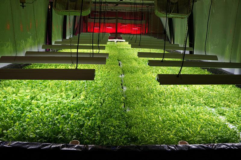 faire pousser des légumes