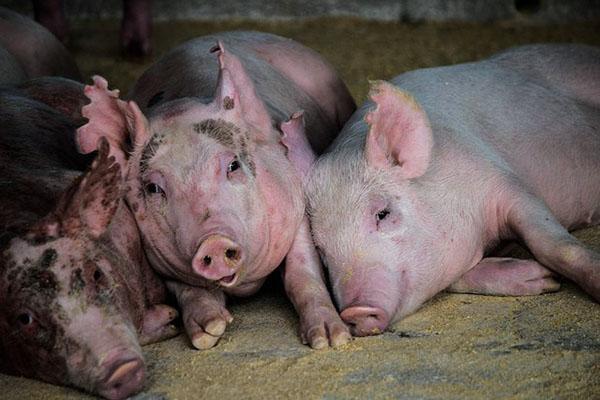 Les porcelets ont besoin d'un traitement méthodique et complet