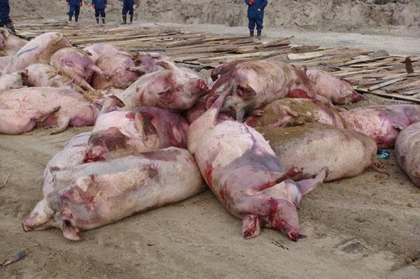 La mort de porcs touchés par la peste africaine