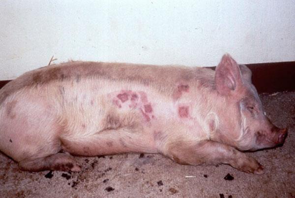 Pasteurellose porcine