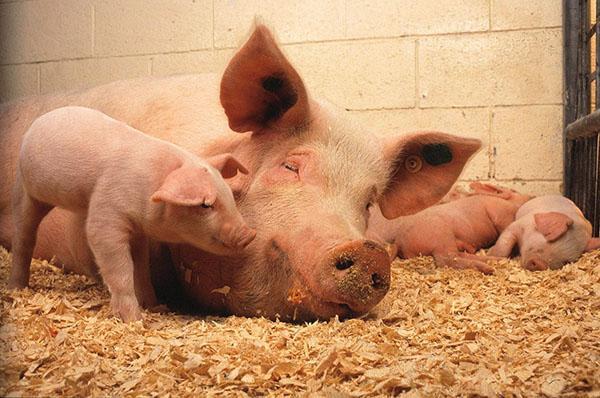 Avec un surpeuplement important de porcs, le risque de développer une ascaridiase est possible