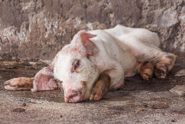 Le porcelet est infecté par l'ascaridiase