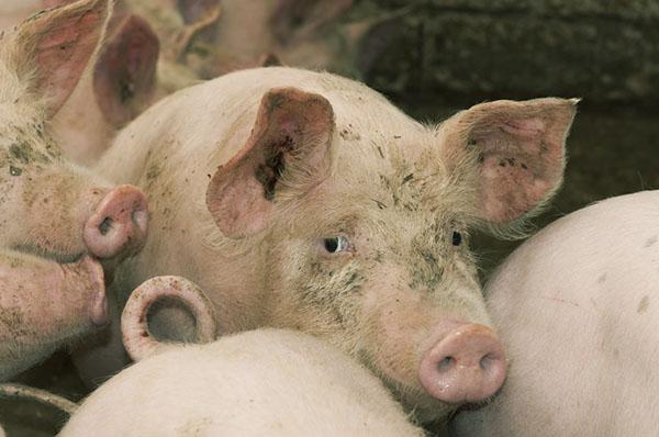 Es necesario vacunarse periódicamente contra la cisticercosis.