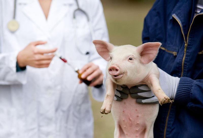 vaccination des porcelets