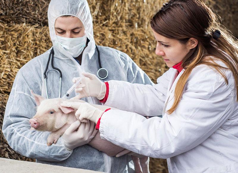 vacunar contra la peste clásica