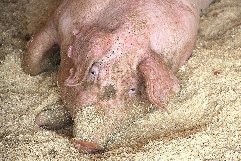 Peste porcina africana