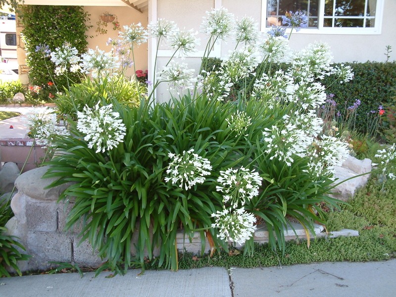 agapanthus en el campo abierto