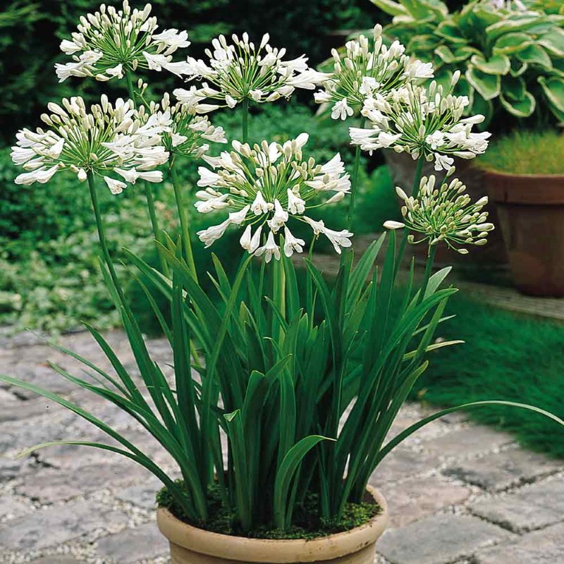 agapanthus en una olla