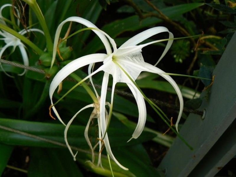 hyménokallis en fleurs