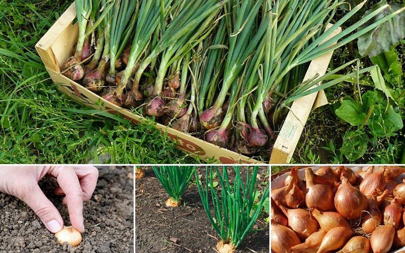 algoritmo de plantación de cebollas familiares