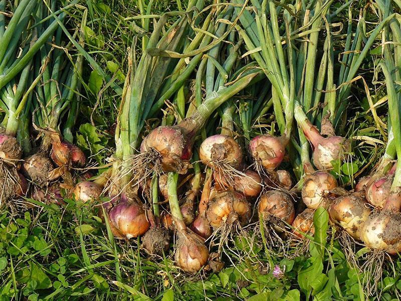 cultivo de cebollas en Siberia